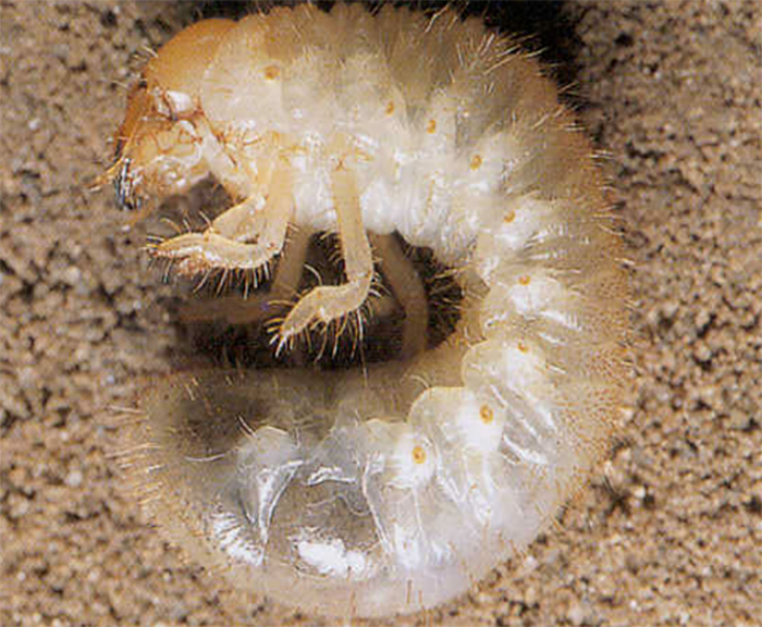 Larva de tercer instar del escarabajo japon&eacute;s completamente desarrollada.